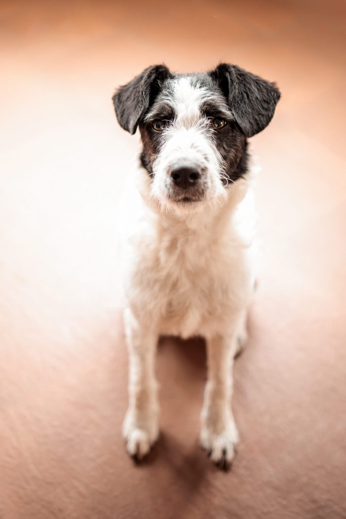 COCO- Kälte Müller Motivationsmanager Teamgeist Familienhund Kälte Klima